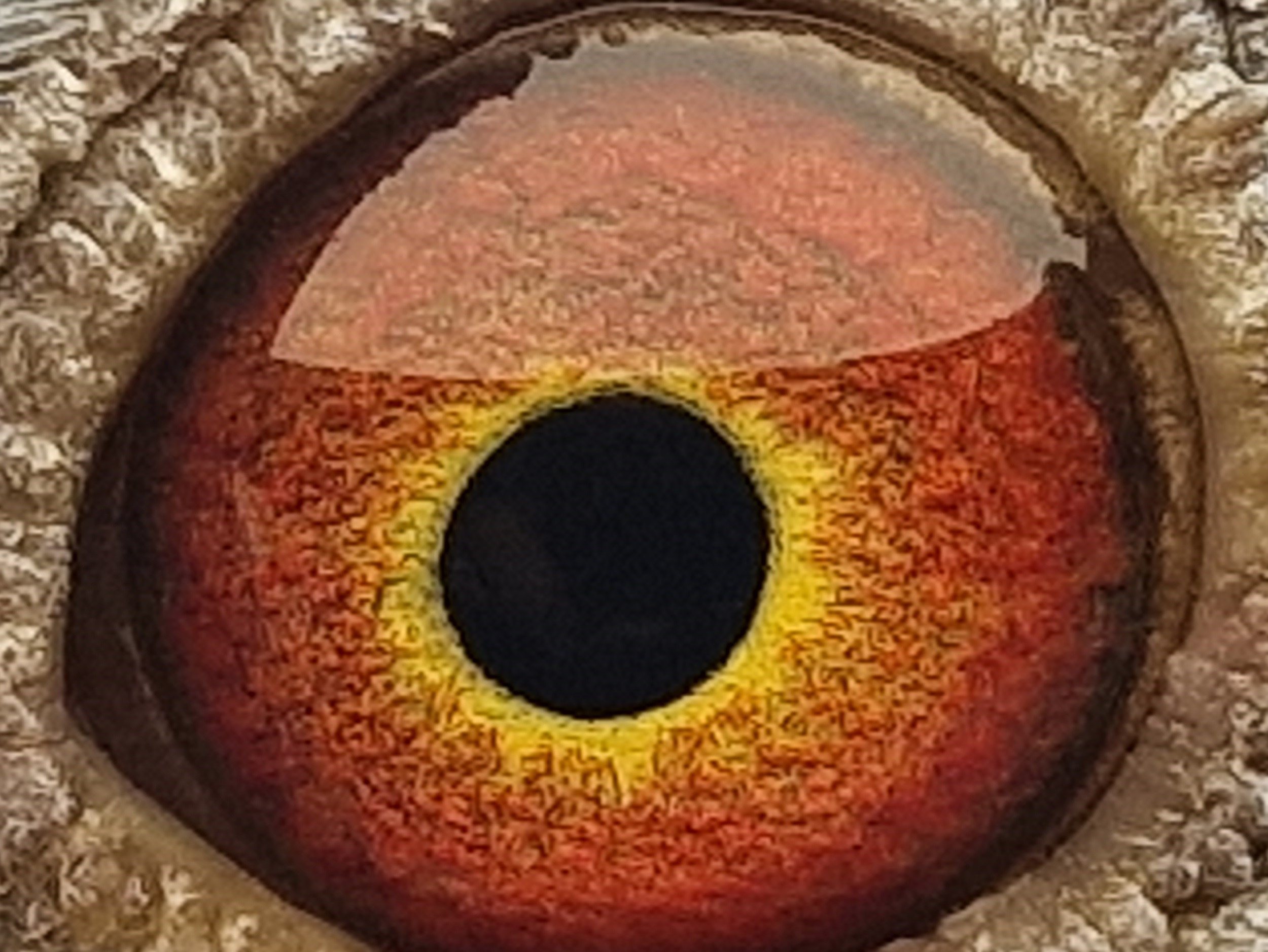 Pigeon eye